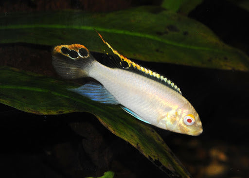 Kribensis Albino - petkiosklive
