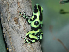 GREEN & BLACK DART FROG