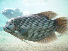GOURAMI OSPHRONEMUS GIANT-2"