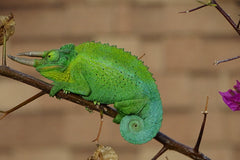 JACKSON CHAMELON PR.