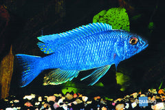 Hap. Assortment - petkiosklive