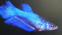 Betta Halfmoon Female - petkiosklive