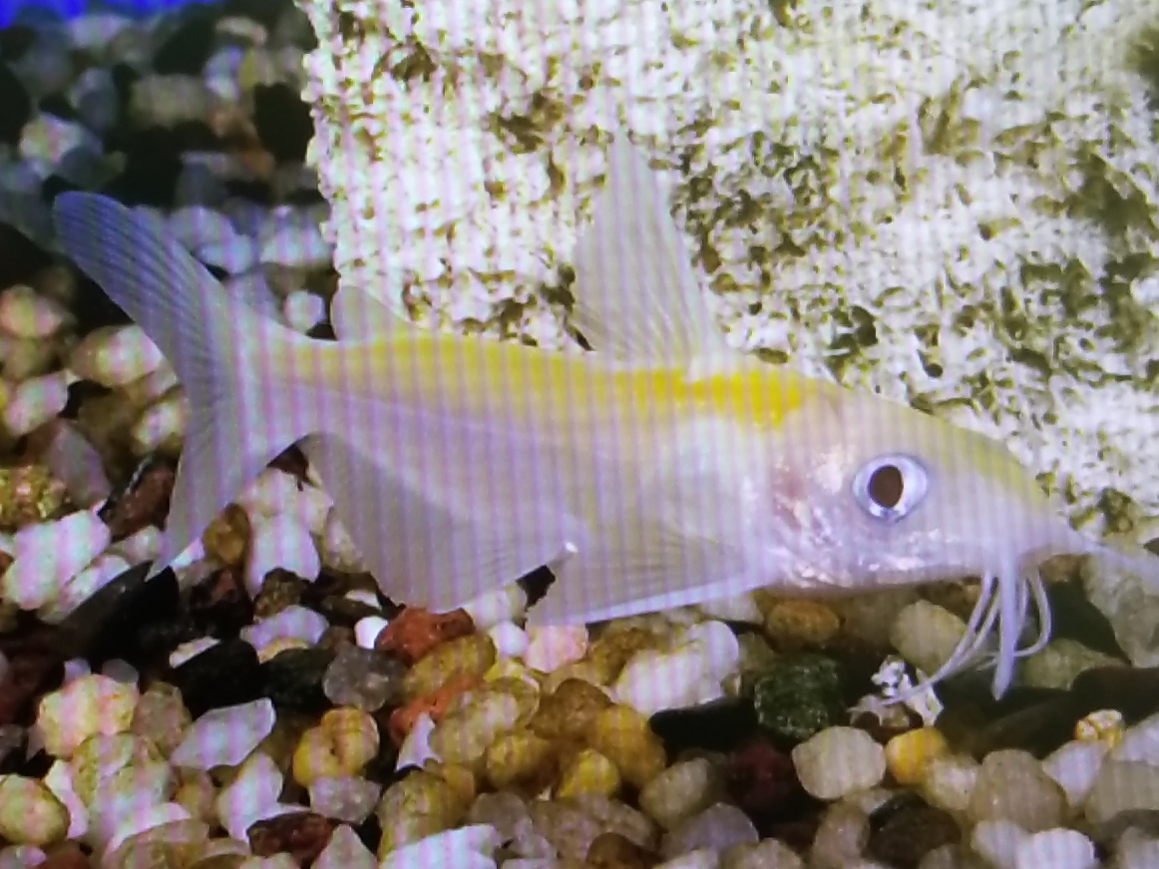 Catfish Channel Gold - petkiosklive