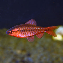 Labido. Hongi Red Europe - petkiosklive