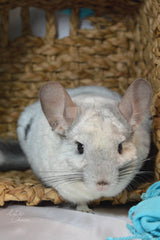 CHINCHILLA BEIGE
