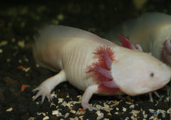 DWARF AQUATIC AFRICAN FROG-ALBI