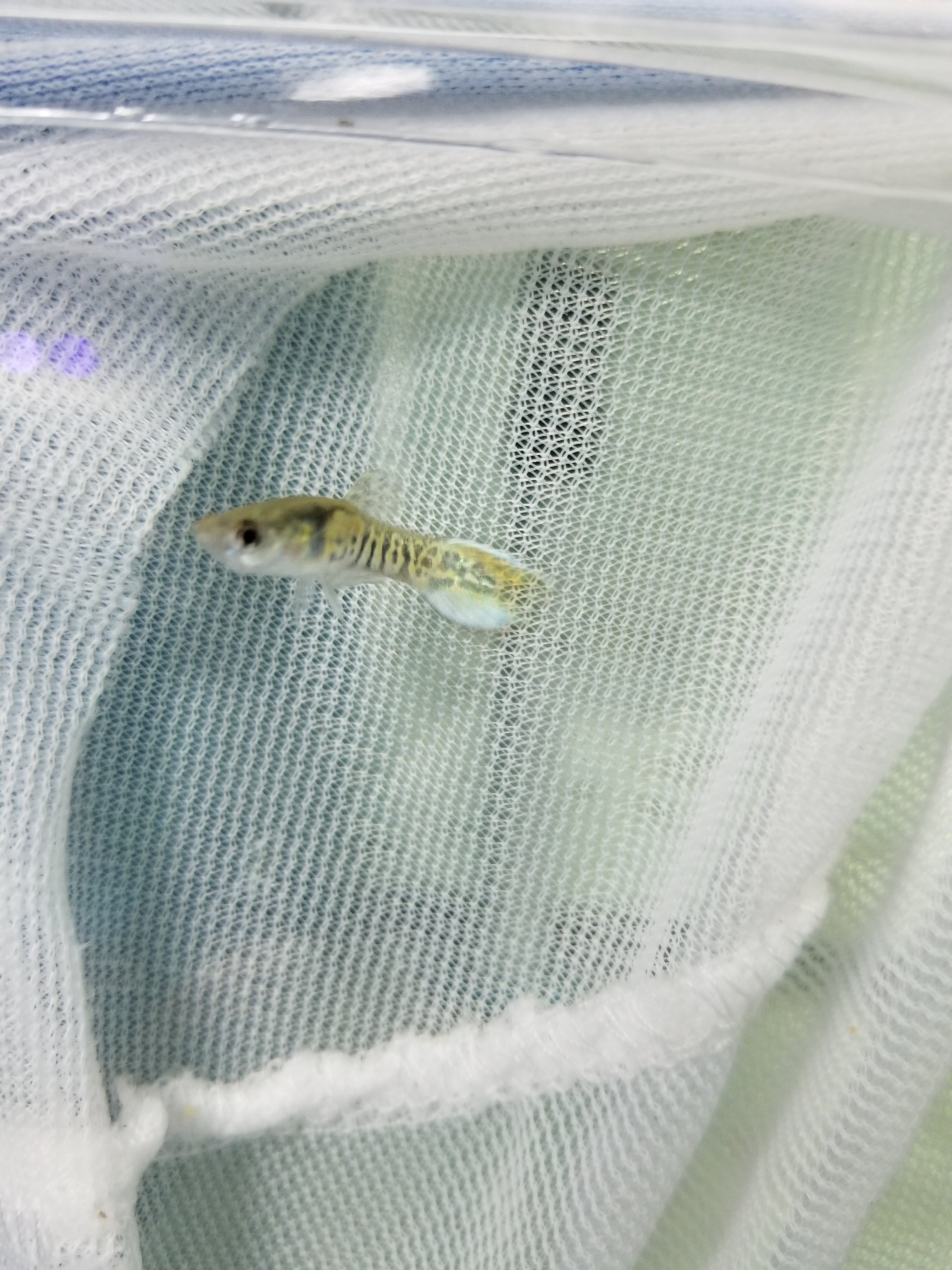 Endler'S Golden Cobra - petkiosklive