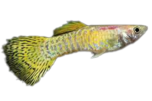 Guppy Gold Cobra Pr. - petkiosklive