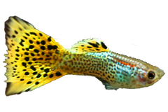 Guppy Leopard - petkiosklive
