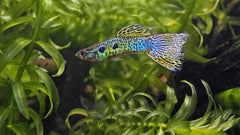 Guppy Green Cobra