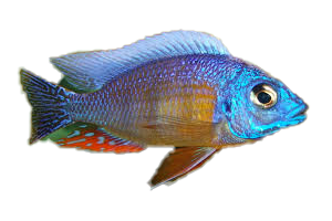 Hap. Taiwan Reef Protomela - petkiosklive