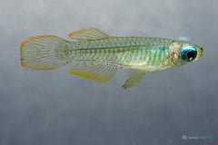 KILLIFISH TANGANYIKA