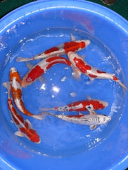 KOI KOHAKU-4"-5"