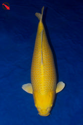 Koi Yellow Ogon