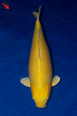 Koi Yellow Ogon