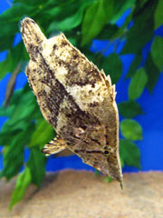 LEAF FISH-L
