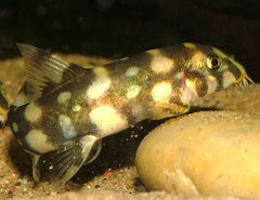 LOACH BURMESES BORDER-1"