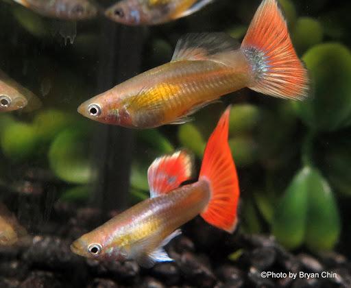 Guppy Redtail - petkiosklive