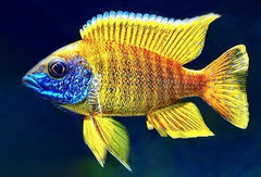 PEACOCK YELLOW BAENSCHI-2"