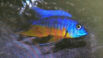 Peacock Yellow Spilonotus - petkiosklive