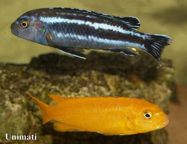 Johannii - petkiosklive