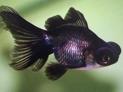 FAN BLACK MOOR 2"-2.5"