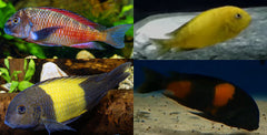 Tropheus Assortment - petkiosklive