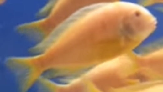 Tropheus Brich. Kipili Albin - petkiosklive