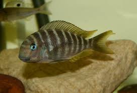 Tropheus Brichardi Kipili - petkiosklive