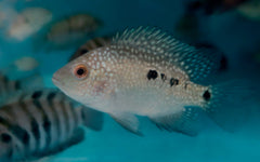 TEXAS CARPINTIS CICHLID-1.5"