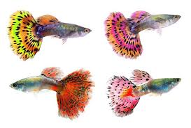 Guppy (Various Colors/Patterns) - petkiosklive
