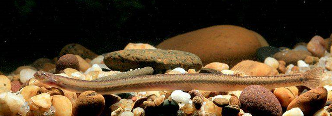 Loach Kuhli Golden - petkiosklive