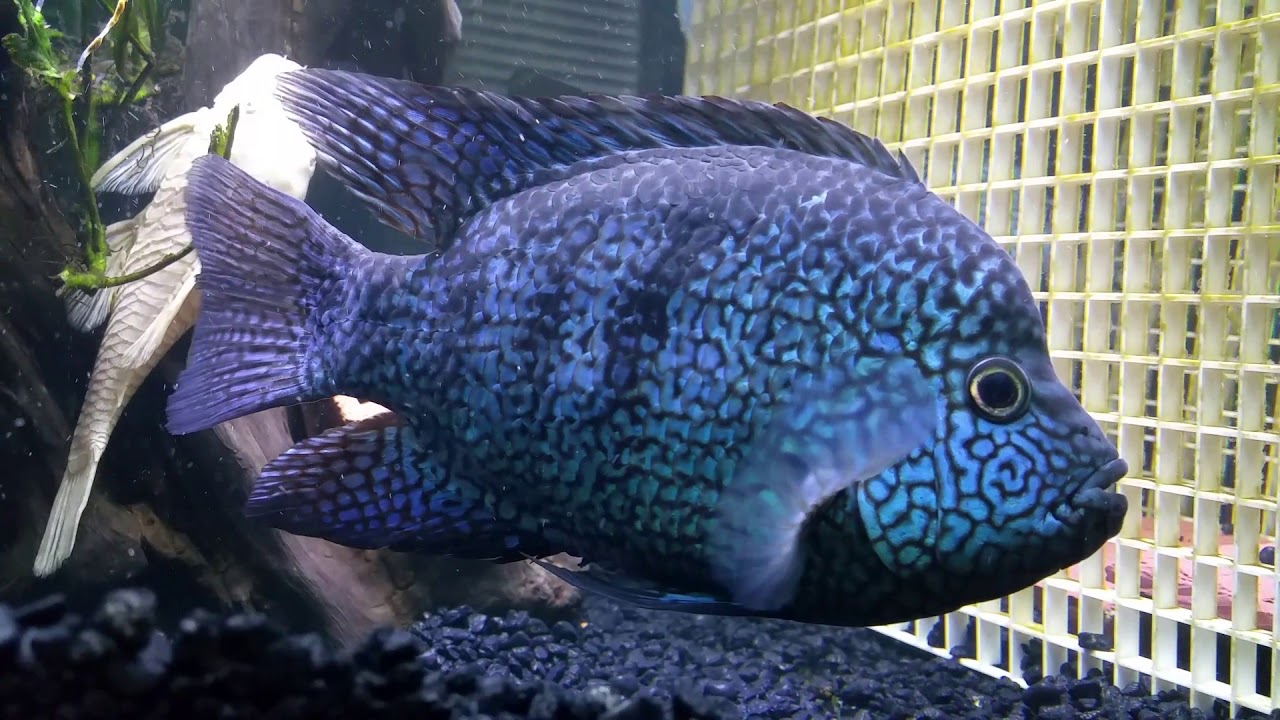 Texas Blue Electric - petkiosklive