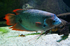 GOURAMI OSPHRONEMUS RED FIN-2 i
