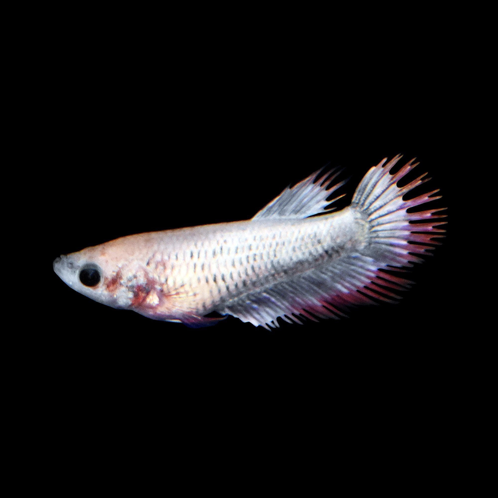 Betta Female Crowntail - petkiosklive