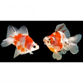 Ryukin Broadtail Assortment