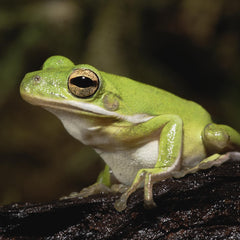 Green Tree Frog - petkiosklive