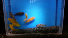African Cichlid Asst.