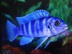 African Cichlid Assortment Mbuna