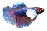 Betta Dumbo Halfmoon - petkiosklive