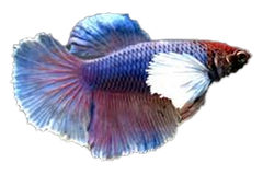 Betta Dumbo Halfmoon - petkiosklive