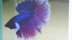Betta Dumbo Halfmoon - petkiosklive
