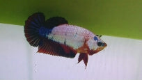 Betta Female Koi - petkiosklive