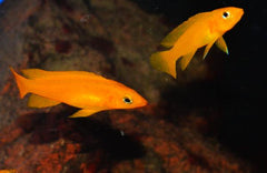 Leleupi - petkiosklive