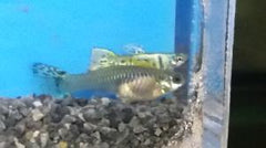 Endler'S Yellow Leopard Pair - petkiosklive