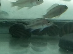 Frontosa Black Widow - petkiosklive