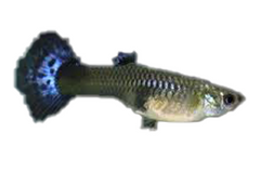 Guppy (Various Colors/Patterns) - petkiosklive