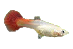 Guppy (Various Colors/Patterns) - petkiosklive