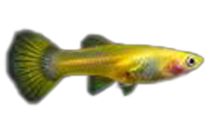 Guppy (Various Colors/Patterns) - petkiosklive