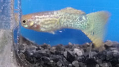 Guppy Gold Cobra Pr. - petkiosklive